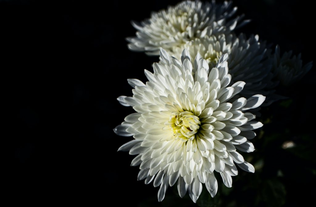 Krisan Salah Satu Bunga yang Identik dengan Kematian. Sumber: unsplash.com @gidlark